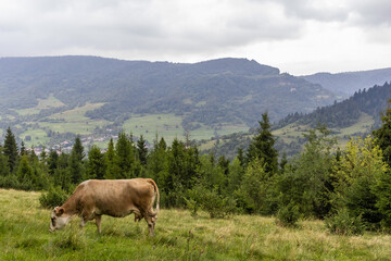 Fototapeta na wymiar Cow Graze in the Carpathian mountains. Majestic view on beautiful foggy Carpathian mountains Meadow