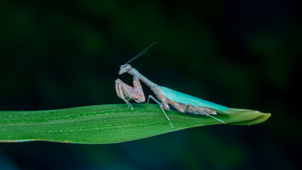grasshopper on a branch