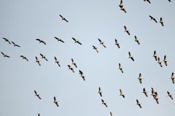 ziehende Kraniche (Grus grus) // migrating Common cranes © bennytrapp