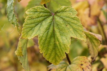 Currant leaf on a rainy autumn day close-up.