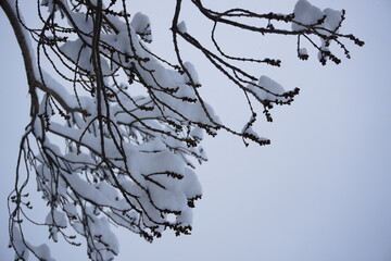 Tree  branches with snow