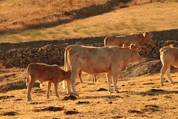 cow and calf