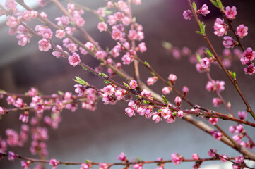 Pink cherry blossom in a sunlight. Spring background or phone wallpaper