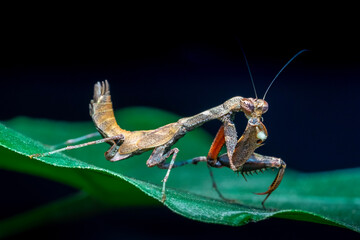 green praying mantis