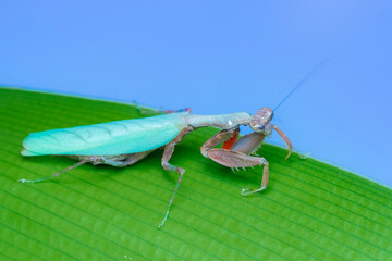 grasshopper on a leaf