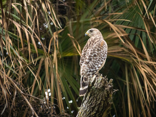 Broad-winged Hawk on tob of tree