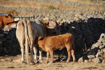 cow and calf