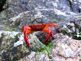 wild red crab