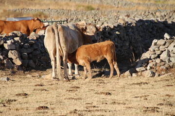 Fototapeta premium cow and calf
