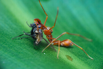 ant on leaf