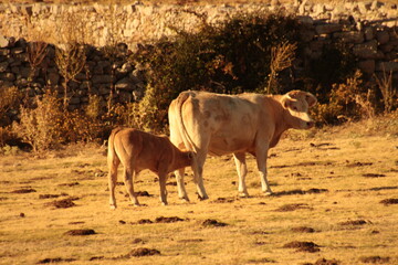 cows on the farm