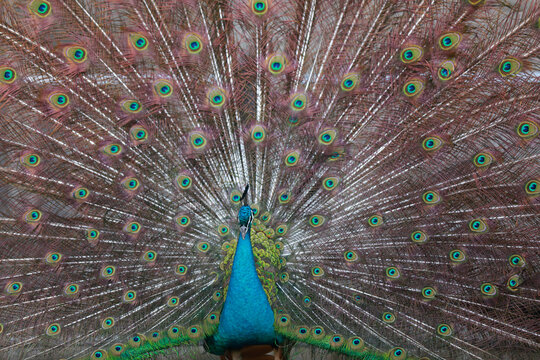 peacock flaunting its tail in a zoo, North China