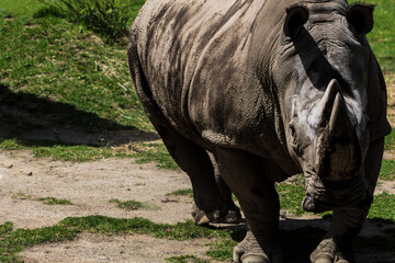 Rinoceronte caminando 