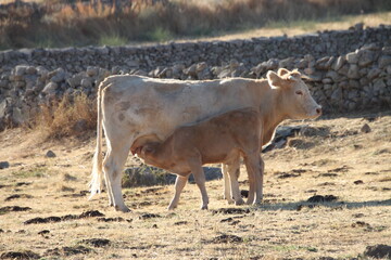 Obraz premium cow on the farm