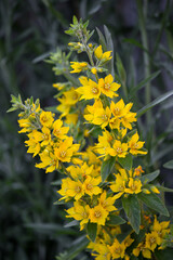 yellow flowers in the garden
