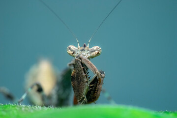 spider on a leaf