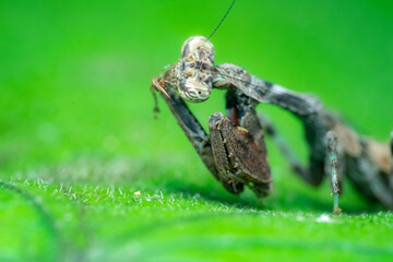 spider on a green leaf
