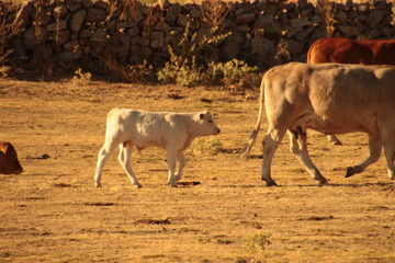Fototapeta premium cows on the farm