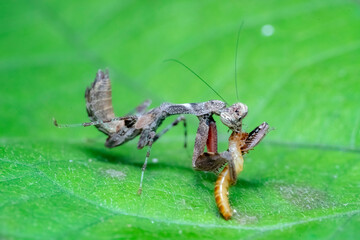 spider on leaf
