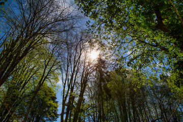 Obraz na płótnie Canvas Los rayos del sol atraviesan las ramas de los árboles en una mañana de Mayo en la localidad portuguesa de Santa María da Feira