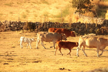 Obraz premium cows in the field
