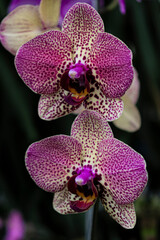 white orchid with purple dots