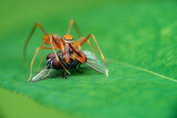 grasshopper on a leaf