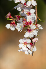 Almond Flowers blossom in Mallorca