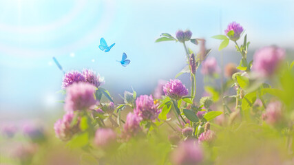 Plakat Clover wildflowers and fluttering butterflies in the meadow in nature in the rays of summer sunlight in the spring close-up macro. A scenic, colorful artistic image with soft focus.