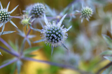 Eryngium