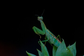 green praying mantis