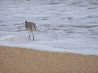 Cute little Stilt Sandpiper on the beach