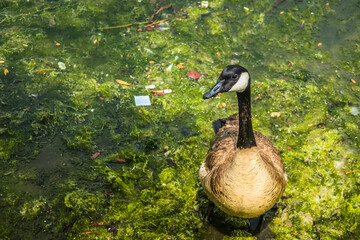 Duck swimming in a polluted lake and moss, Lake Merritt, San Francisco, California - United States of America aka USA