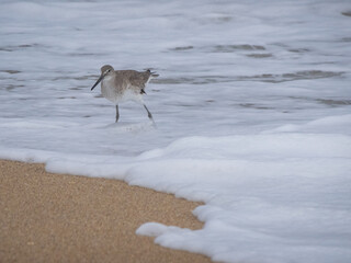 Cute little Stilt Sandpiper on the beach