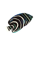 tropical fish on white background