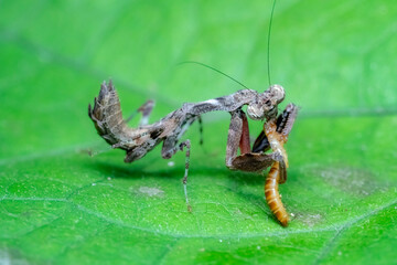 green shield bug
