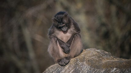 tier, säugetier, wild lebende tiere, natur, wild, baby, tierpark, sitzen, hübsch, baum, makak