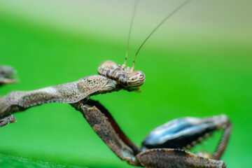 close up of a caterpillar