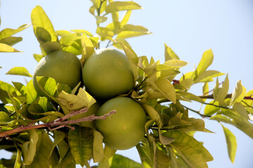 Citrus tree in an Israeli garden