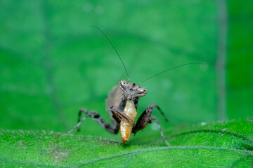 praying mantis on green grass