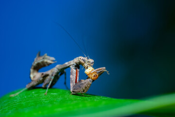 praying mantis on a green leaf