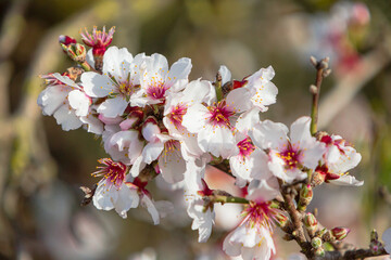 Almond Flowers blossom in Mallorca