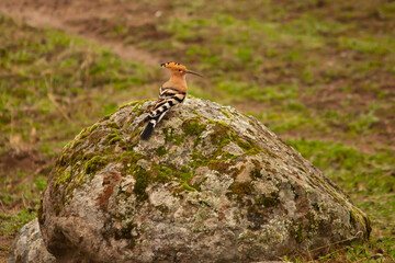 Abubilla (Upupa epops) posada sobre una roca en el campo. Sierra de Andújar (Jaén, España).