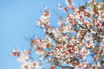 Almond Flowers blossom in Mallorca