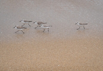 Cute little Sandpippers on a beach