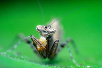 spider on a leaf