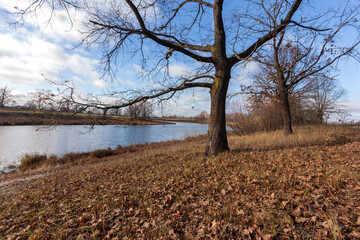 Autumn forest, yellow trees, fallen leaves, river bank.