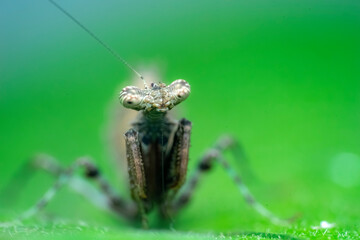 spider on a leaf