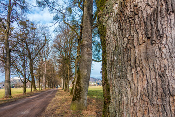 Obraz premium trees in the alley