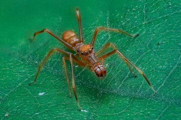 close up of ant